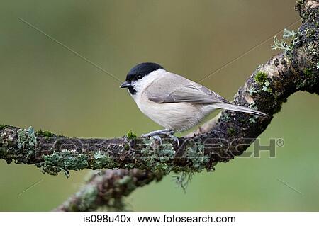 Willow tit View Large Photo Image Stock Photo - Willow tit. Fotosearch