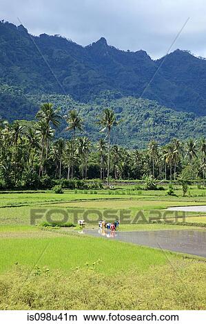 Workers in rice field near borobudur, java View Large Photo Image Picture - Workers in rice field near borobudur, java. Fotosearch