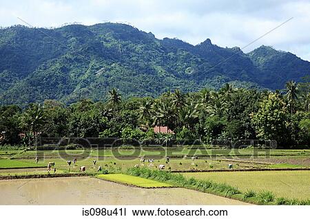 Workers in rice field near borobudur View Large Photo Image Stock Image - Workers in rice field near borobudur. Fotosearch