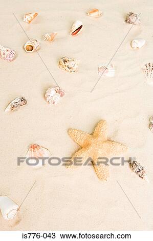 Starfish and shells in sand View Large Photo Image Stock Image - Starfish and shells in sand. Fotosearch