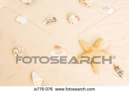 Starfish and shells in sand View Large Photo Image Stock Photograph - Starfish and shells in sand. Fotosearch