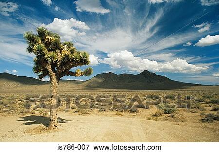 Joshua tree in death valley View Large Photo Image Stock Photo - Joshua tree in death valley. Fotosearch