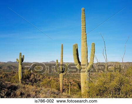 Saguaro cacti in the sonoran desert View Large Photo Image Stock Image - Saguaro cacti in the sonoran desert. Fotosearch