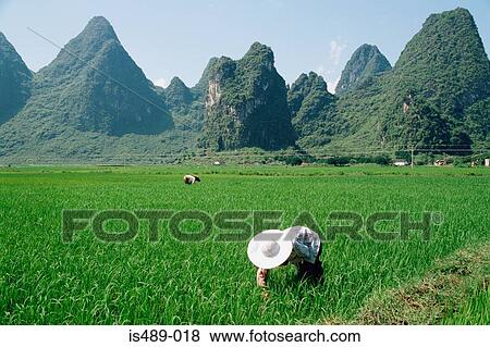 Farm workers in china View Large Photo Image Stock Photo - Farm workers in china. Fotosearch