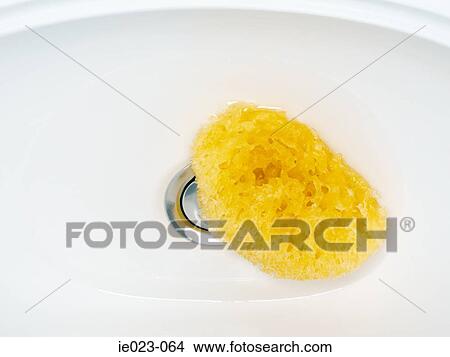 Sponge in a sink View Large Photo Image Picture - Sponge in a sink. Fotosearch