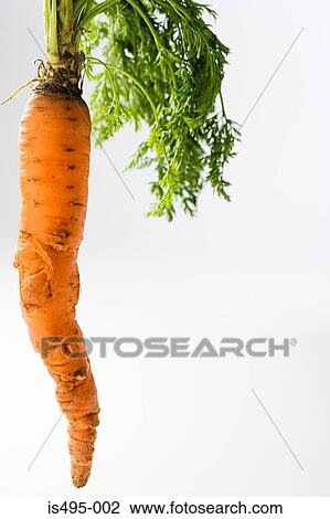 A carrot View Large Photo Image Stock Image - A carrot. Fotosearch