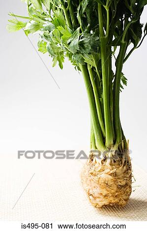 Celery View Large Photo Image Stock Image - Celery. Fotosearch