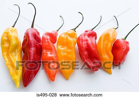 Chilli pepppers in a row View Large Photo Image Stock Photo - Chilli pepppers in a row. Fotosearch