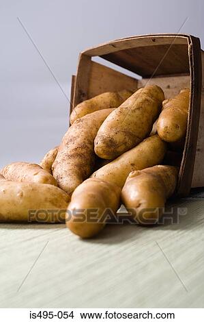 Fingerling potatoes View Large Photo Image Picture - Fingerling potatoes. Fotosearch