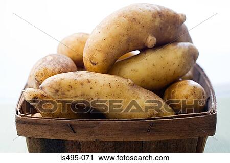 Fingerling potatoes View Large Photo Image Stock Image - Fingerling potatoes. Fotosearch