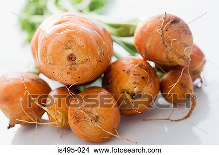 Globe beetroot View Large Photo Image Picture - Globe beetroot. Fotosearch