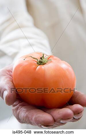 Man holding a beef tomato View Large Photo Image Stock Photo - Man holding a beef tomato. Fotosearch