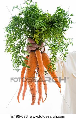 Stock Photograph - Man holding bunch of carrots. Fotosearch