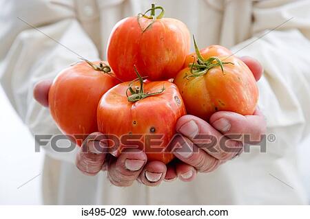 Stock Photo - Man holding tomatoes. Fotosearch