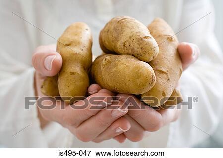 Person holding fingerling potatoes View Large Photo Image Stock Photo - Person holding fingerling potatoes. Fotosearch