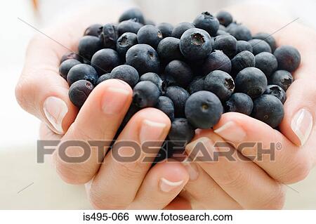 Stock Photograph - Woman holding blueberries. Fotosearch