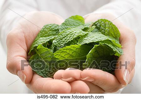 Woman holding mint leaves View Large Photo Image Stock Image - Woman holding mint leaves. Fotosearch