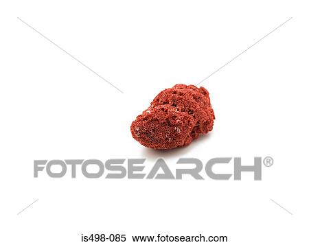 Coral View Large Photo Image Stock Photography - Coral. Fotosearch