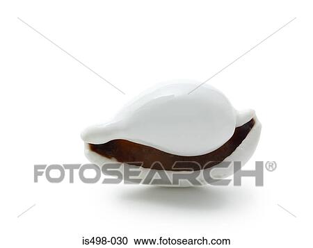 Stock Image - Seashell. Fotosearch