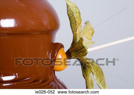A kumquat covered in chocolate View Large Photo Image Stock Image - A kumquat covered in chocolate. Fotosearch