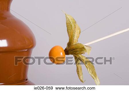 Choclate fountain and a kumquat on a stick View Large Photo Image Stock Photo - Choclate fountain and a kumquat on a stick. Fotosearch