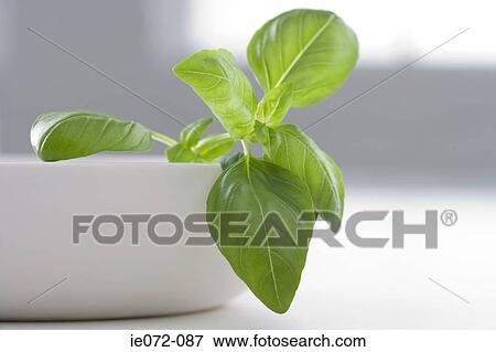 Basil in a bowl View Large Photo Image Stock Photo - Basil in a bowl. Fotosearch