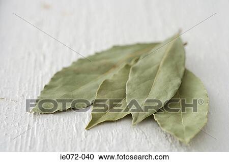 Bay leaves View Large Photo Image Stock Image - Bay leaves. Fotosearch