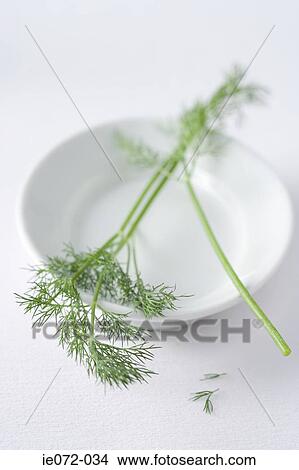 Dill on a plate View Large Photo Image Picture - Dill on a plate. Fotosearch