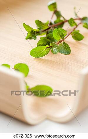 Stock Photograph - Fresh mint. Fotosearch