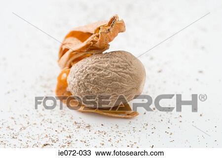 Nutmeg View Large Photo Image Stock Image - Nutmeg. Fotosearch