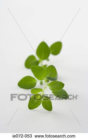 Oregano View Large Photo Image Stock Image - Oregano. Fotosearch