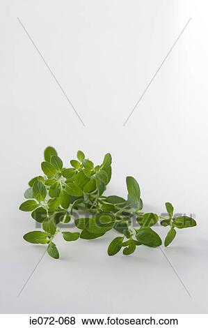 Oregano View Large Photo Image Stock Photo - Oregano. Fotosearch