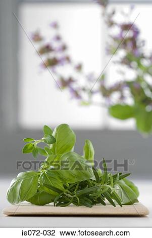Rosemary basil and oregano View Large Photo Image Stock Image - Rosemary basil and oregano. Fotosearch