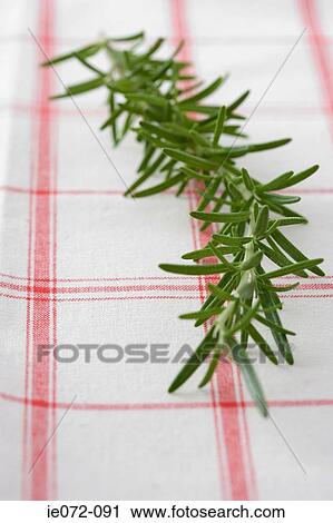 Rosemary View Large Photo Image Stock Image - Rosemary. Fotosearch