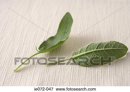 Sage leaves View Large Photo Image Stock Photo - Sage leaves. Fotosearch