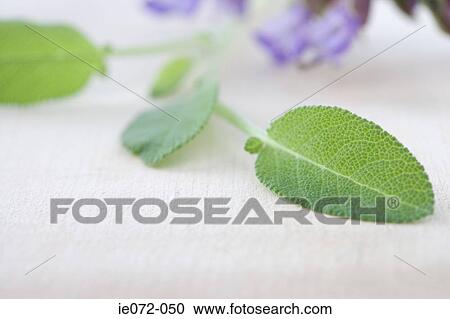 Sage View Large Photo Image Stock Image - Sage. Fotosearch