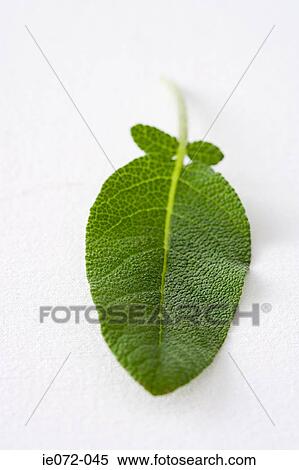 Sage View Large Photo Image Stock Photography - Sage. Fotosearch