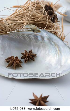 Star anise seashell and hay View Large Photo Image Stock Image - Star anise seashell and hay. Fotosearch