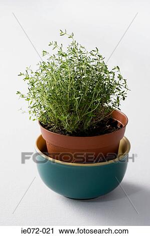 Thyme in a flower pot View Large Photo Image Stock Image - Thyme in a flower pot. Fotosearch