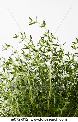 Thyme View Large Photo Image Stock Image - Thyme. Fotosearch