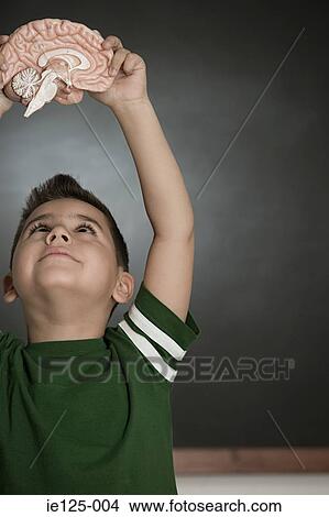Boy holding a model brain View Large Photo Image Picture - Boy holding a model brain. Fotosearch