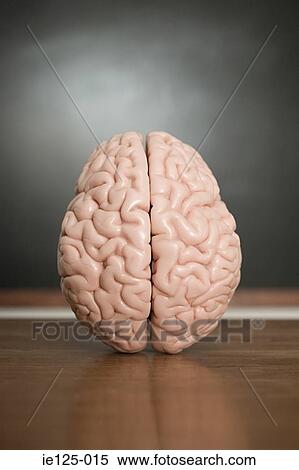 Model of a brain View Large Photo Image Stock Photography - Model of a brain. Fotosearch