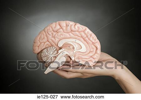 Person holding a model brain View Large Photo Image Stock Photo - Person holding a model brain. Fotosearch