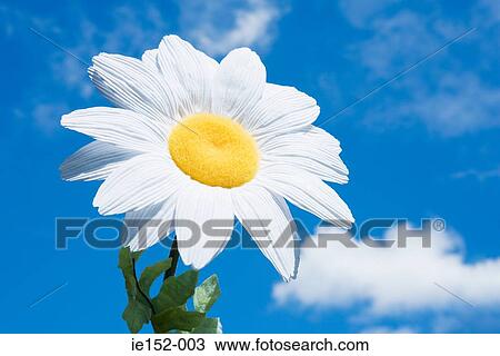 A daisy View Large Photo Image Stock Image - A daisy. Fotosearch