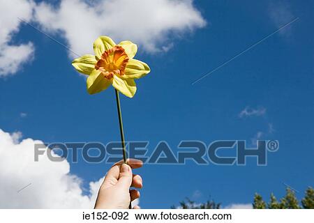 A person holding a daffodil View Large Photo Image Stock Image - A person holding a daffodil. Fotosearch