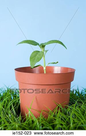 A plant View Large Photo Image Stock Image - A plant. Fotosearch