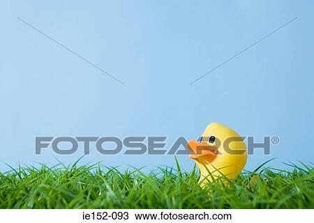 A rubber duck View Large Photo Image Stock Image - A rubber duck. Fotosearch