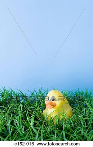 A rubber duck View Large Photo Image Stock Photograph - A rubber duck. Fotosearch