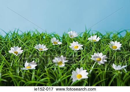Daisies View Large Photo Image Stock Photo - Daisies. Fotosearch