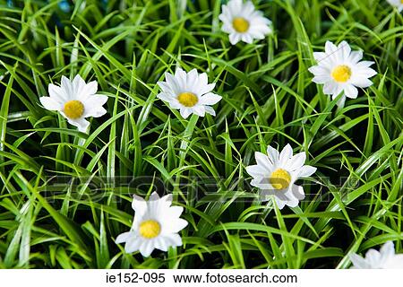 Daisies View Large Photo Image Stock Photography - Daisies. Fotosearch